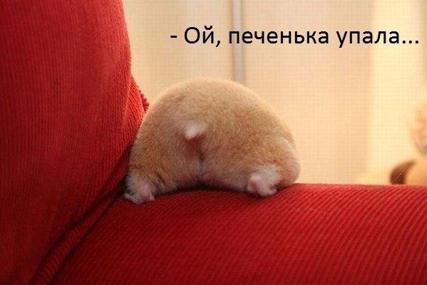 4052581_pyYzPLp4BKs (599x400, 35Kb)