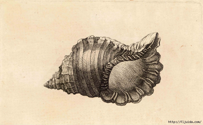 Wenceslas_Hollar_-_Cymatium_parthenopeum_von_Salis (700x433, 214Kb)