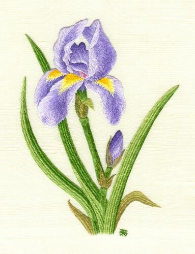 2977473_Iris (383x500, 42Kb)