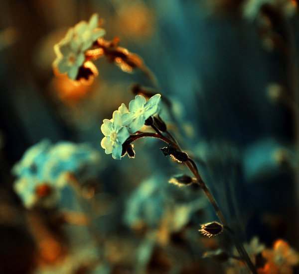 jye7CX9Ywc4 (600x551, 20Kb)