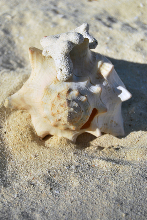 ambergris caye belize (6) (468x700, 451Kb)