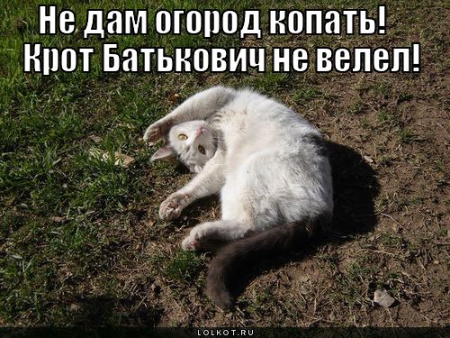 krot-batkovich_1298526228 (500x375, 81Kb)
