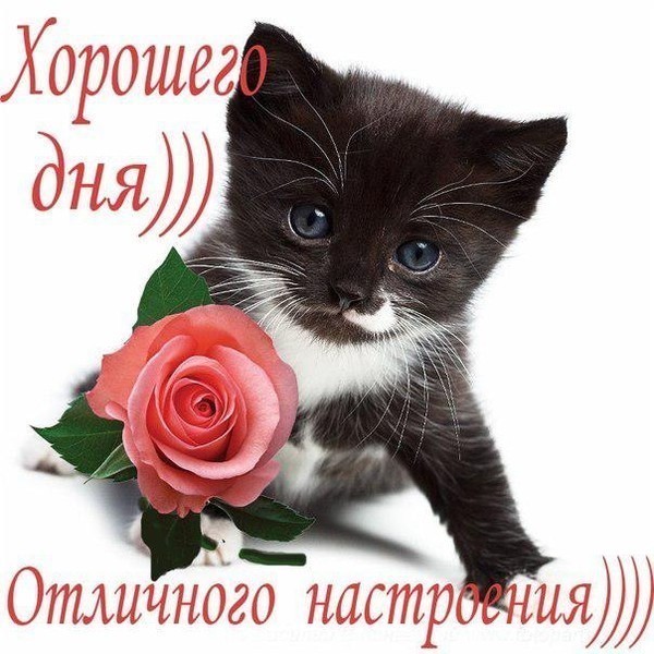 http://img1.liveinternet.ru/images/attach/c/8/99/900/99900023_5558.jpg