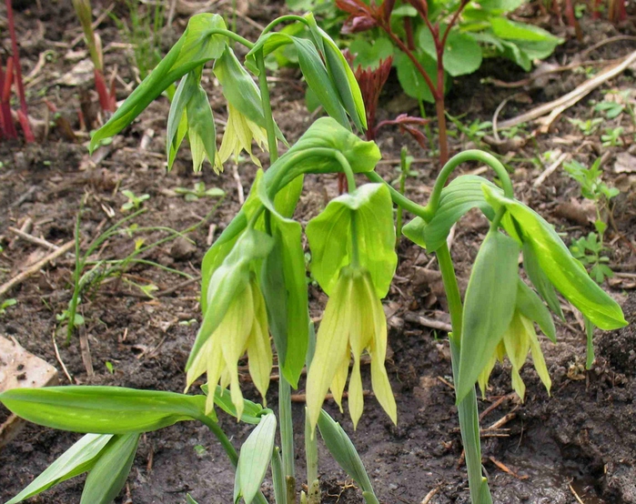 Увулярия крупноцветковая. Увулярия grandiflora. Увулярия крупноцветковая (Uvularia grandiflora). Увулярия Паллида. Увулярия pallida.