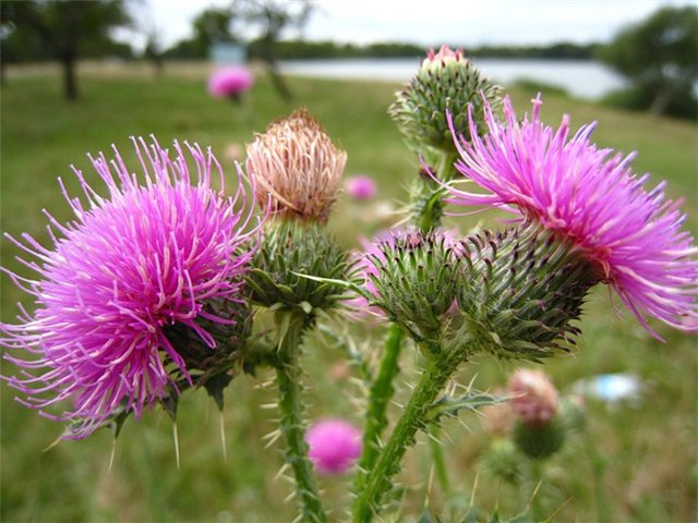 a4a496a2cb0a (1) (640x480, 71Kb)