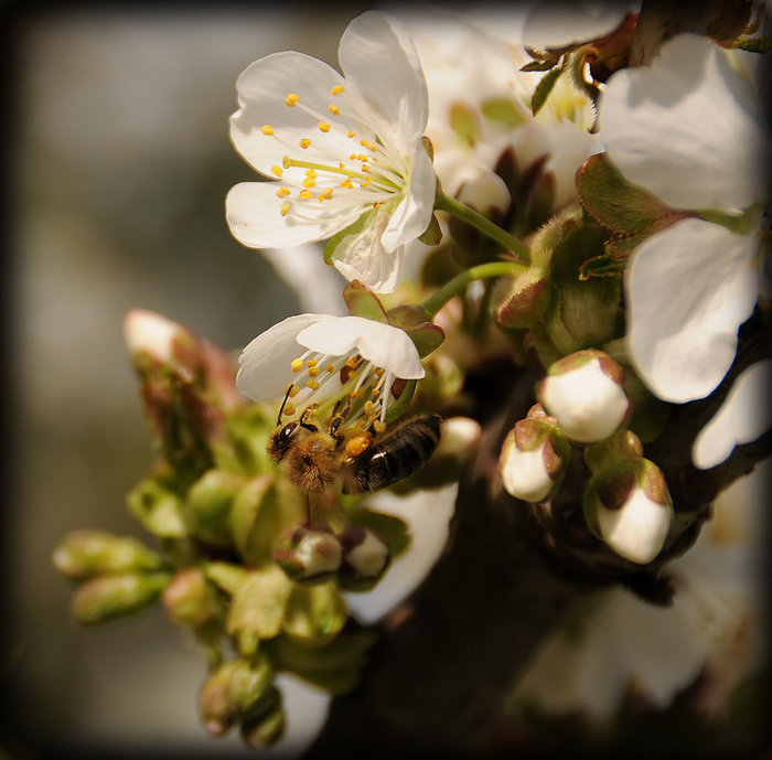 bees_and_blossoms_pt_2_by_r3novatio (700x689, 83Kb)