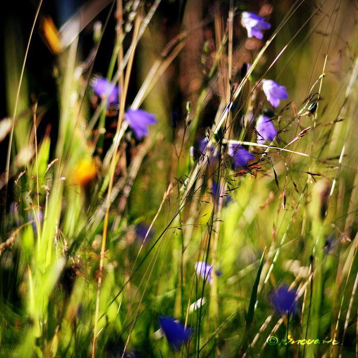 Violet_Grass_by_r3novatio (700x700, 195Kb)