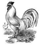  req-rooster-graphicsfairy003-small (573x640, 263Kb)