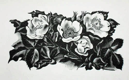 Wild roses. 1936 (600x412, 88Kb)