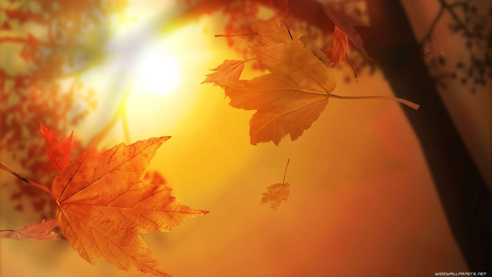 autumn-wallpaper-1600x900-004 (700x393, 140Kb)