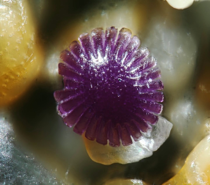 Magnified-Grains-of-Sand-2 (700x617, 240Kb)