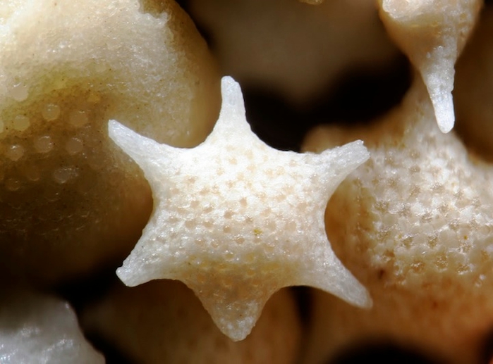 Magnified-Grains-of-Sand-4 (700x517, 192Kb)