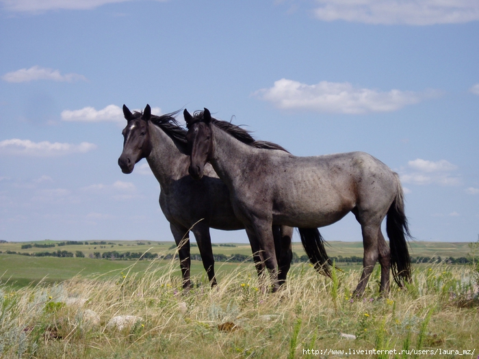 Nokota_Horses (700x525, 285Kb)