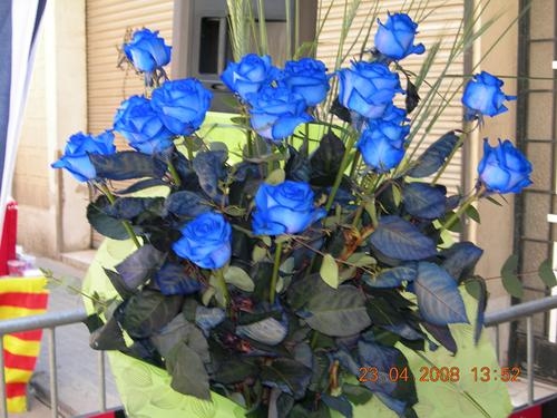 синие розы9а (500x375, 127Kb)