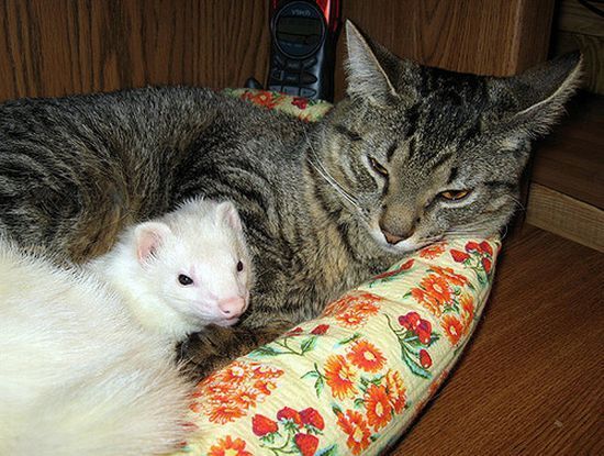 cats_pics_collection_34 (550x415, 87Kb)
