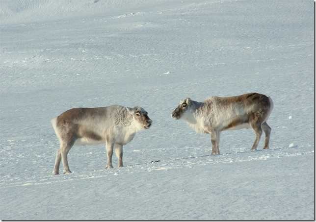 DeerRangifer_3 (644x453, 37Kb)