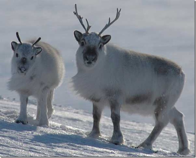 DeerRangifer1_3 (644x517, 64Kb)