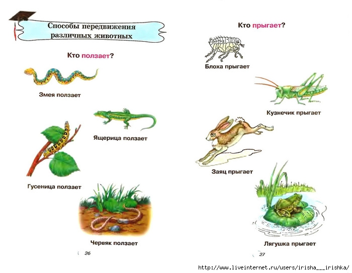 Какие способы движения имеют изображенные животные рассмотрите рисунки