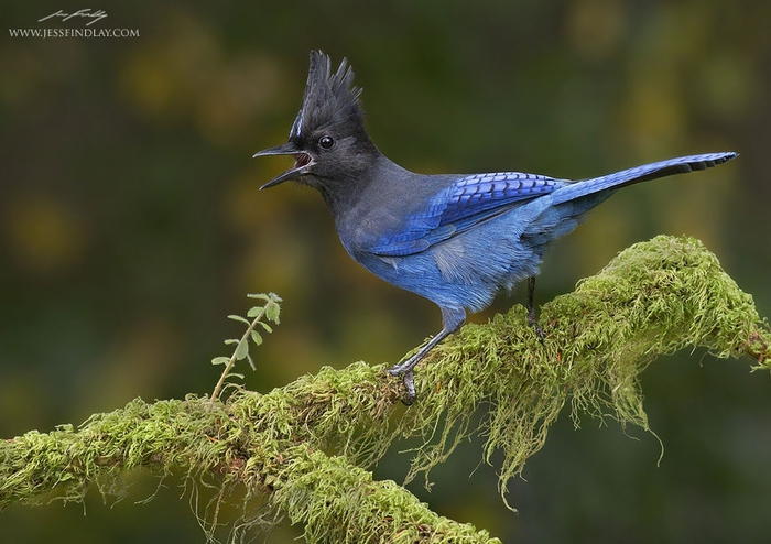 1367092457_12_steller-jay (700x494, 214Kb)