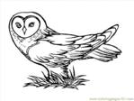  owlcoloringpage18_yexfb (650x487, 19Kb)
