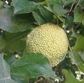 picresized_1285919046_275px-Maclura_pomifera2 (274x272, 53Kb)