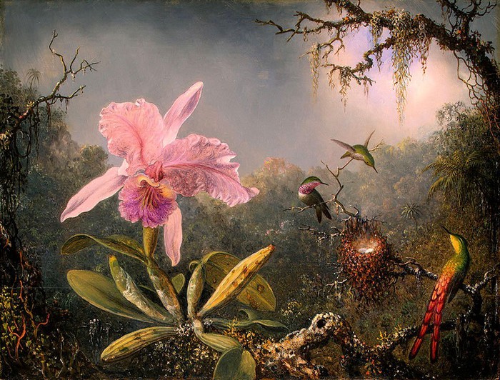 Martin-Johnson-Heade_oiseaux-tropicaux (700x532, 158Kb)