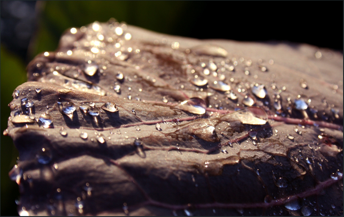 IMG_4219 (700x440, 277Kb)