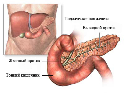 pancreas1mm (400x300, 85Kb)