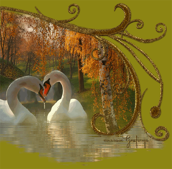 Лебеди Осенью Фото