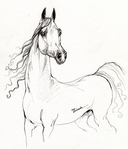  arabian-horse-drawing-19-angel-tarantella (601x700, 261Kb)