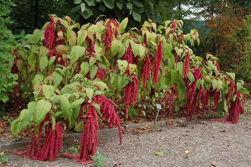 4854181_amaranthus_caudatus (505x337, 161Kb)