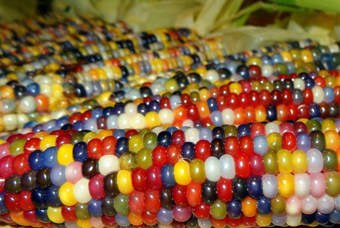 rainbowcorn01 (700x470, 433Kb)