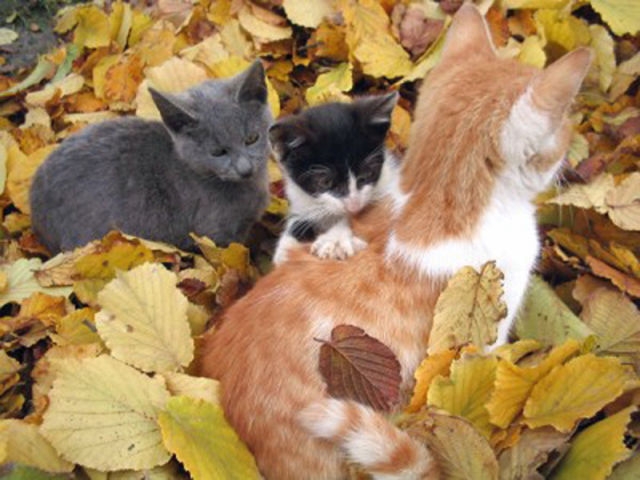 adorable_felines_having_a_blast_in_the_fall_leaves_640_02 (640x480, 179Kb)