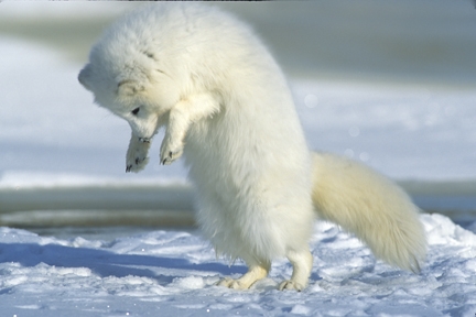 arctic_fox_jumping_mode (432x288, 85Kb)