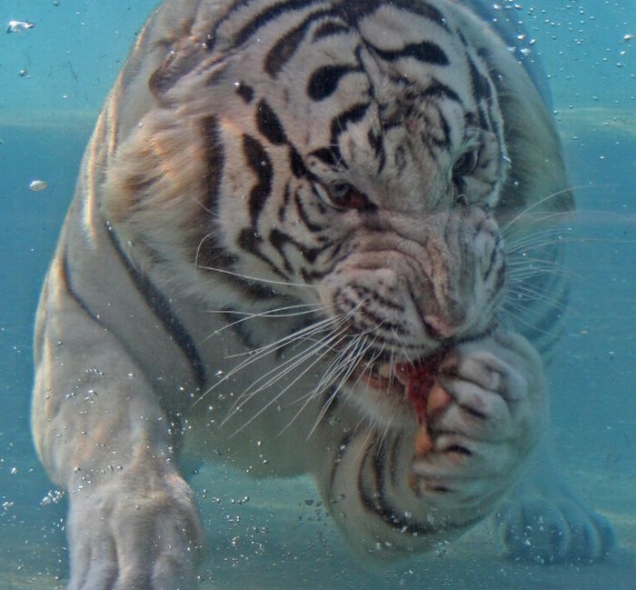 diving_white_tiger_03 (700x649, 209Kb)