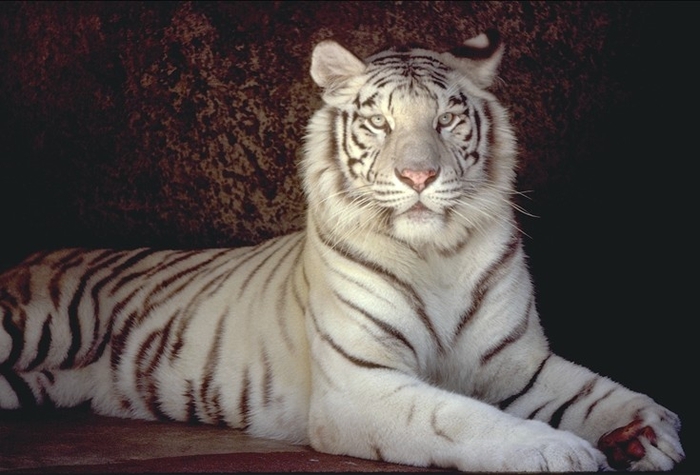 foto-white-tiger1 (700x475, 200Kb)