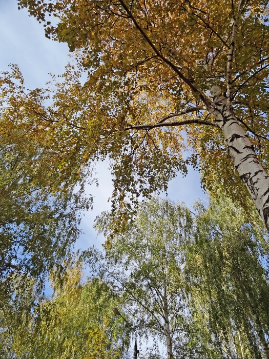 DSC05934 (525x700, 427Kb)