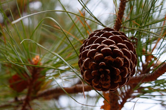 pine (550x364, 87Kb)