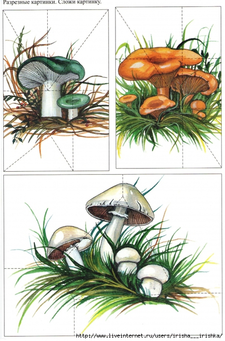 Разрезная картинка гриб