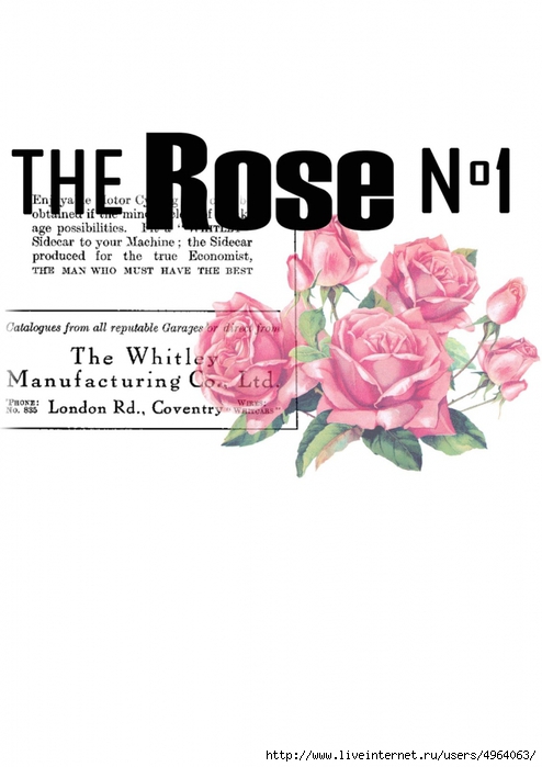 4964063_the_rose5 (494x700, 167Kb)