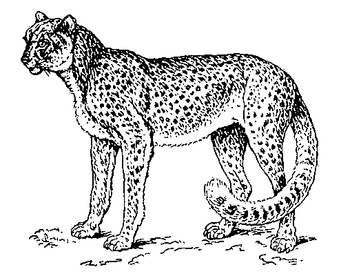  /4667763_gepard (495x400, 10Kb)