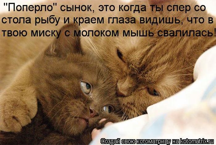 http://img1.liveinternet.ru/images/attach/c/9/106/173/106173417_large_5402287_1381451794_124.jpg