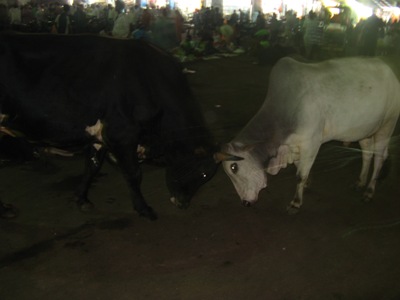 IMG_7272 (400x300, 25Kb)