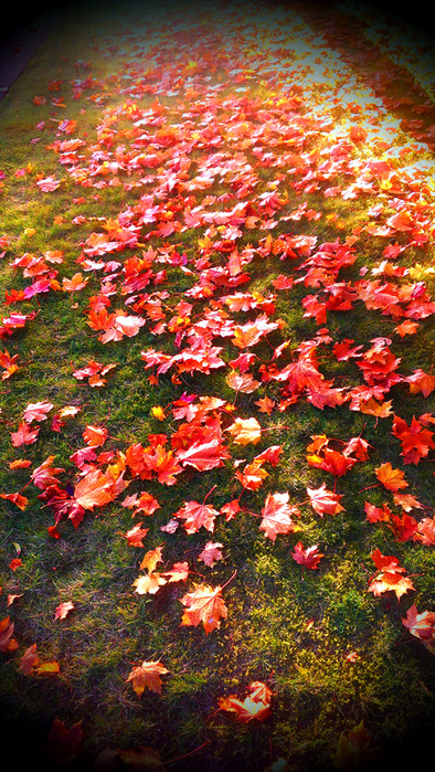 IMAG3255 (394x700, 284Kb)