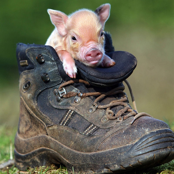 MiniaturePigs03 (700x700, 492Kb)