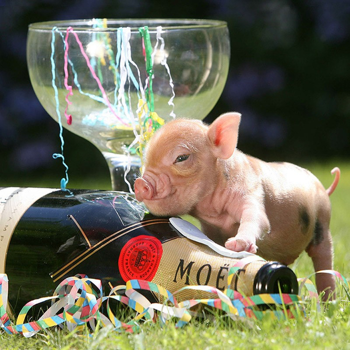 MiniaturePigs17 (700x700, 545Kb)