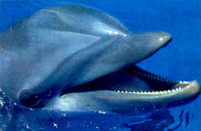 speech-of-dolphins (400x261, 20Kb)
