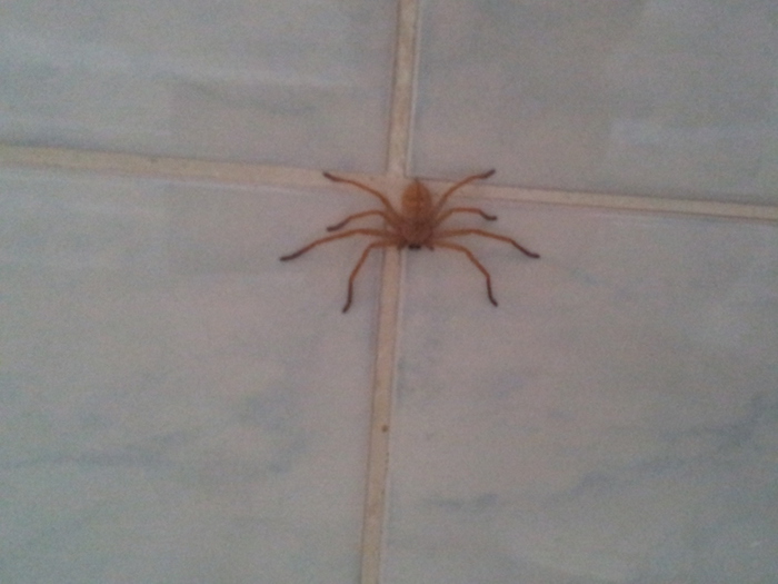Spider (700x525, 130Kb)