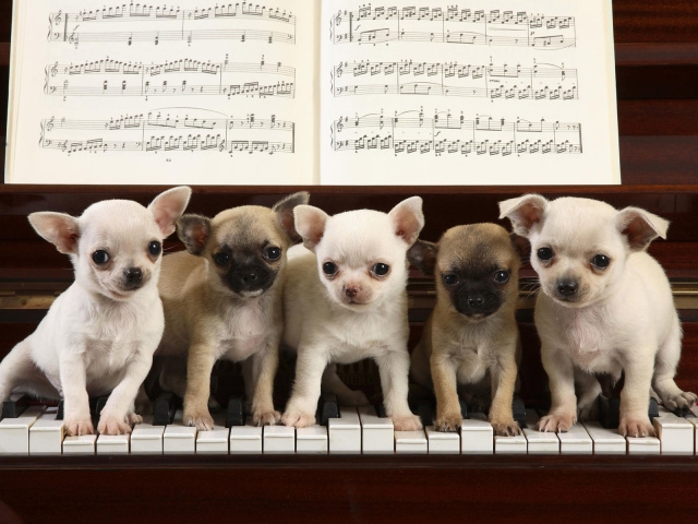 Animals_Dogs_Musicians_dogs_013709_29 (640x480, 205Kb)