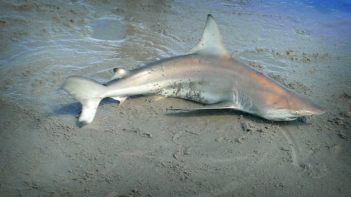 2013flo10 (700x393, 131Kb)
